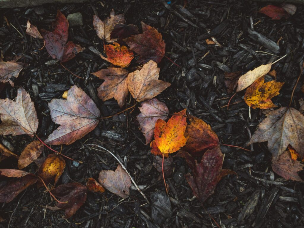 autumn gutter cleaning